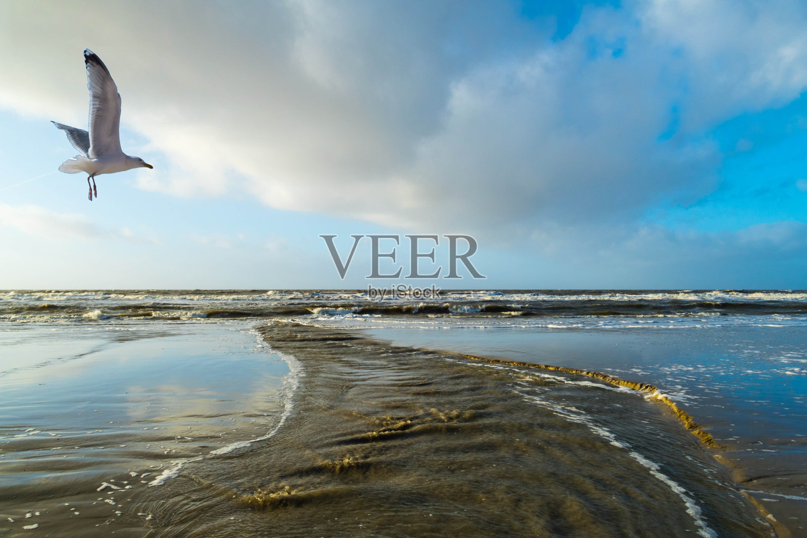 飞翔的海鸥飞过奔流的小溪照片摄影图片