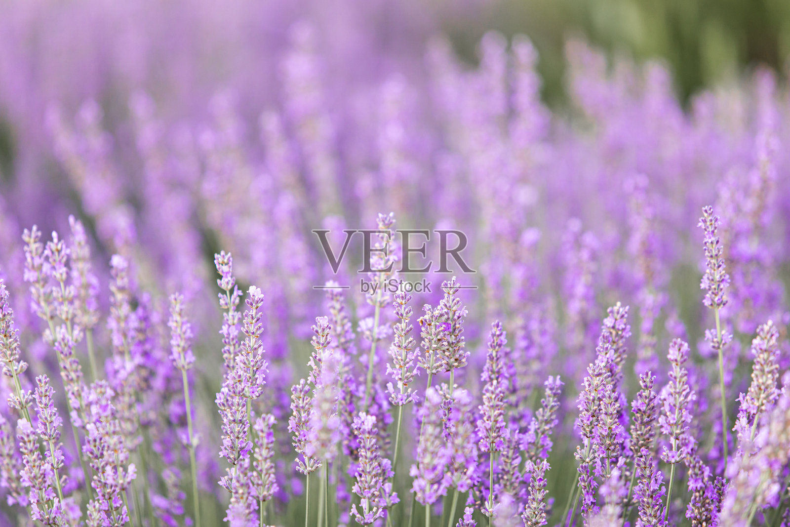 日落时薰衣草丛的特写。夕阳的余晖洒在紫色的薰衣草花上。法国普罗旺斯地区。照片摄影图片