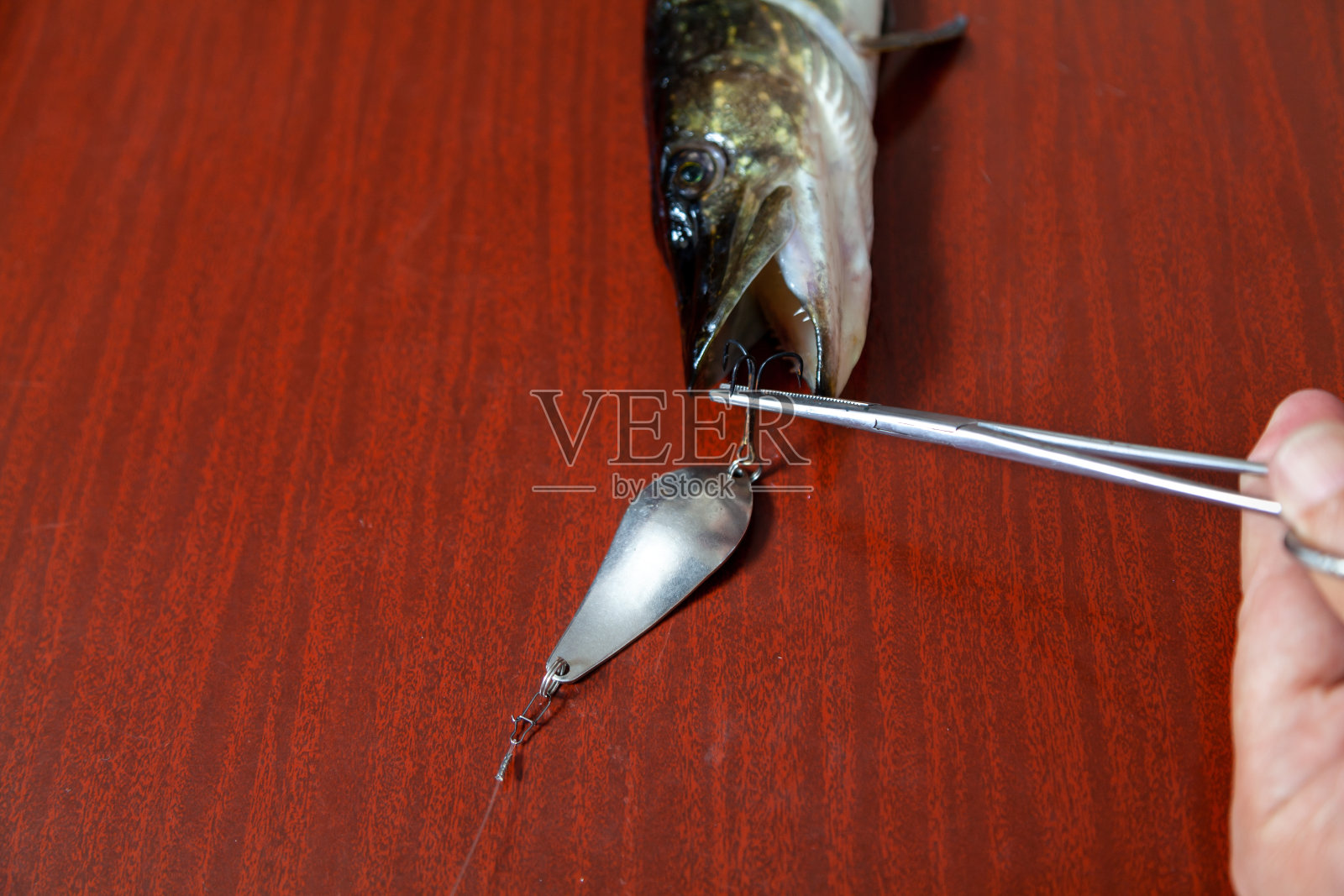 双手从梭子鱼口中取出鱼饵，近距离观察照片摄影图片