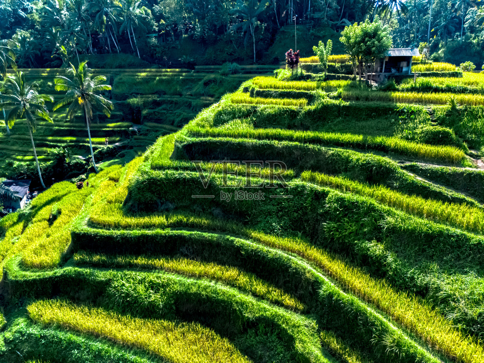 印度尼西亚巴厘岛吉安雅摄政的Tegallalang水稻梯田照片摄影图片
