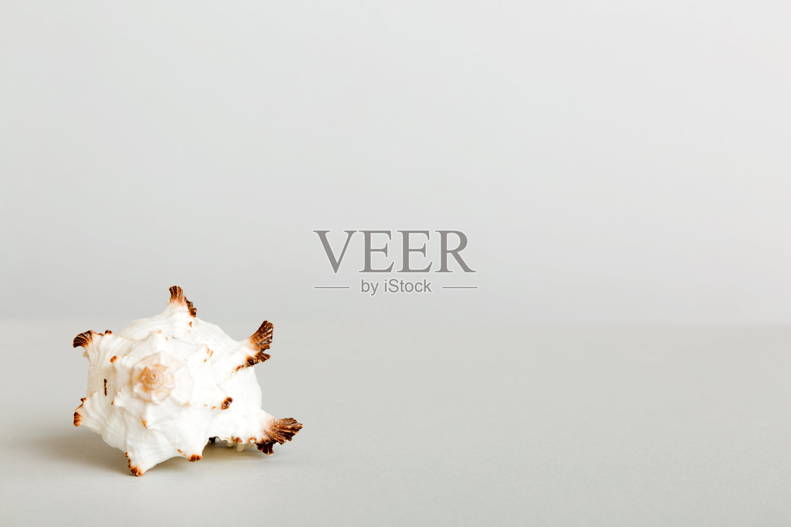 夏季时间概念与海贝壳或海星在桌子背景与文本复制空间照片摄影图片