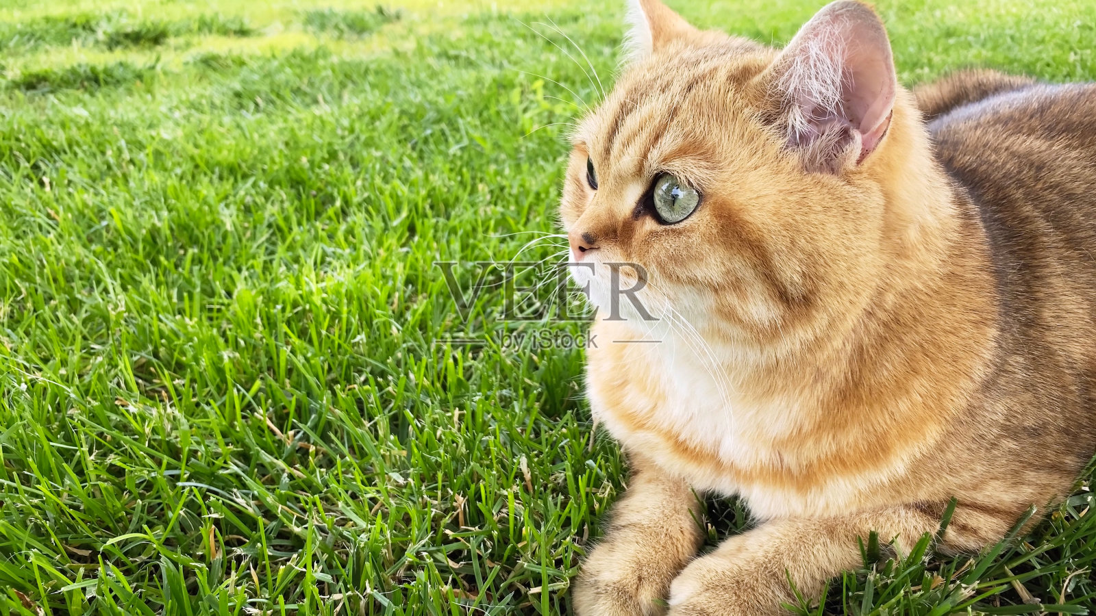 姜黄色的猫躺在绿色的草坪上，红色的猫在夏天的私人住宅的前院照片摄影图片