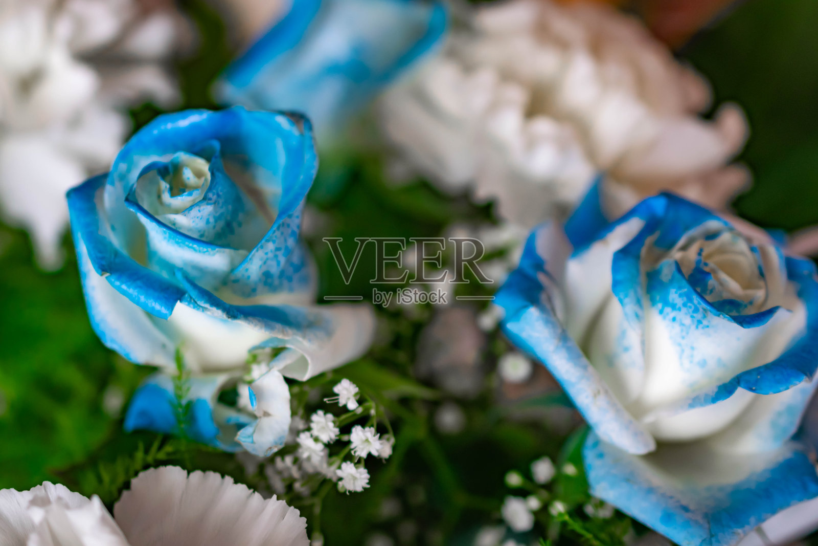 一束白色康乃馨和蓝白相间的玫瑰照片摄影图片