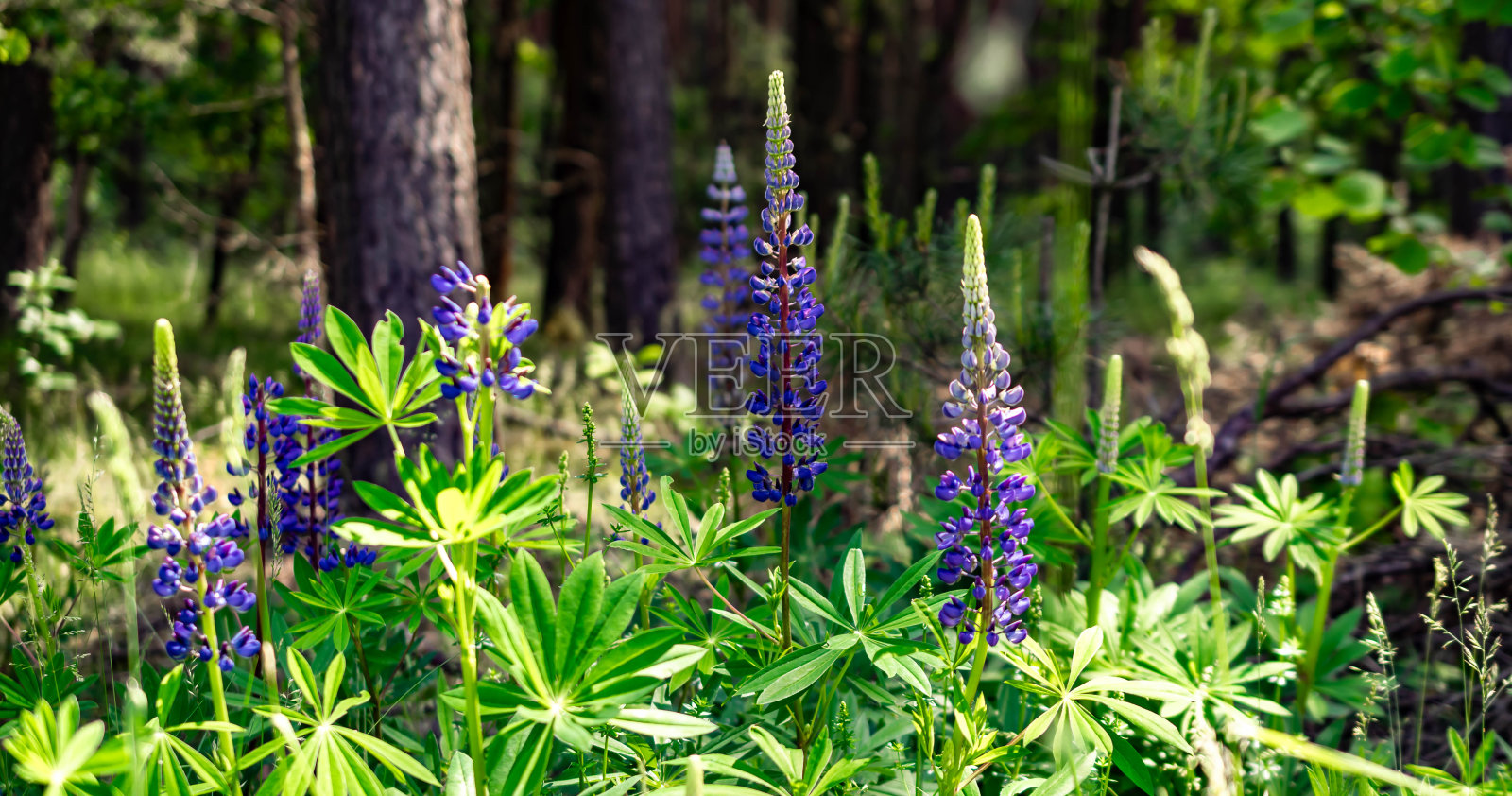 羽扇豆生长在森林里照片摄影图片
