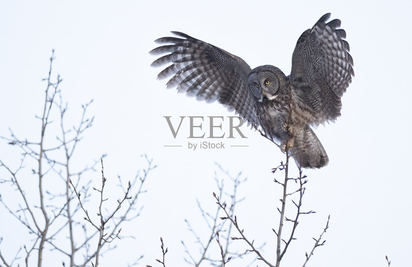 一只灰色的大猫头鹰降落在一棵小树上照片摄影图片