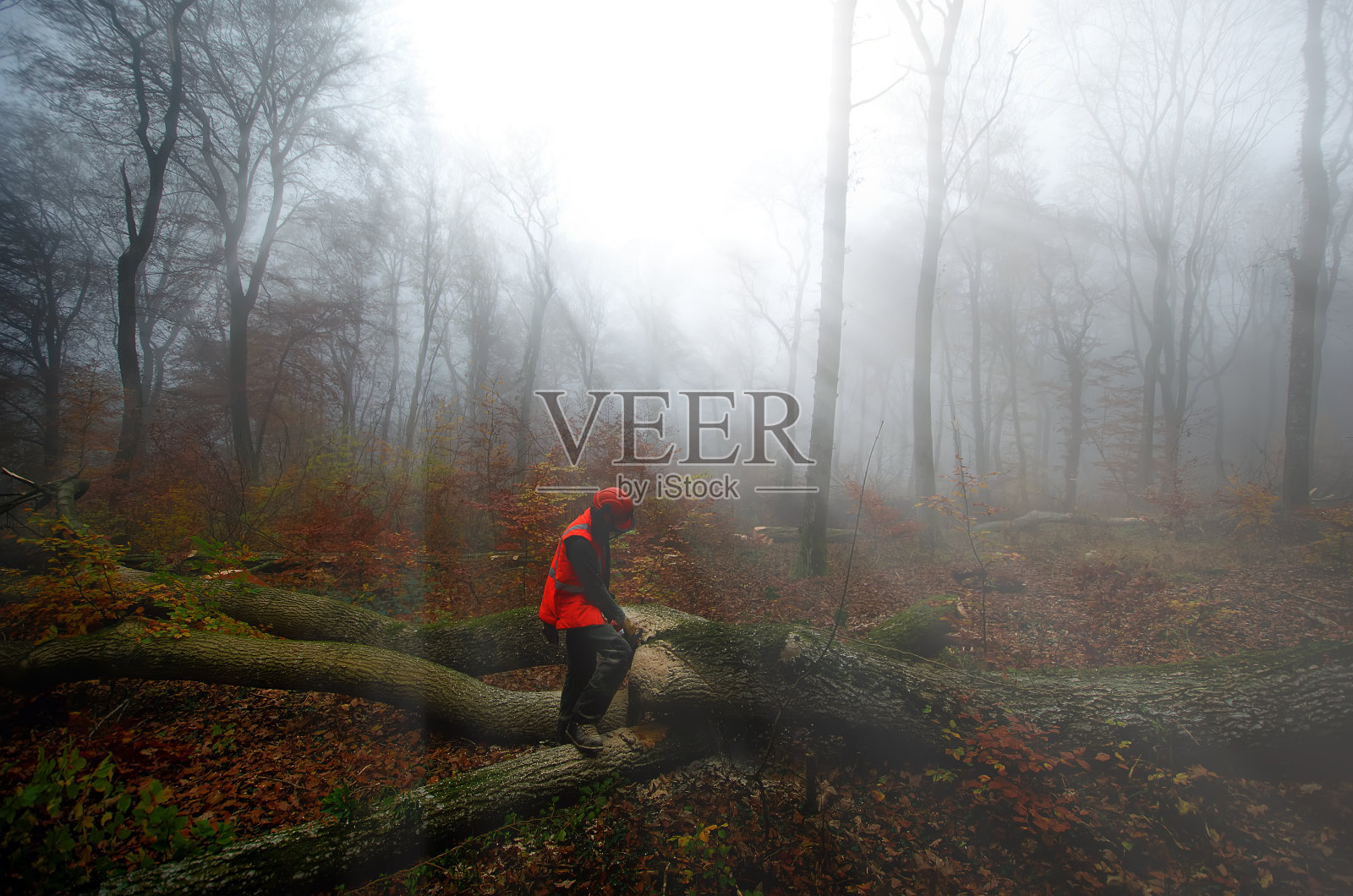 伐木工人的照片摄影图片