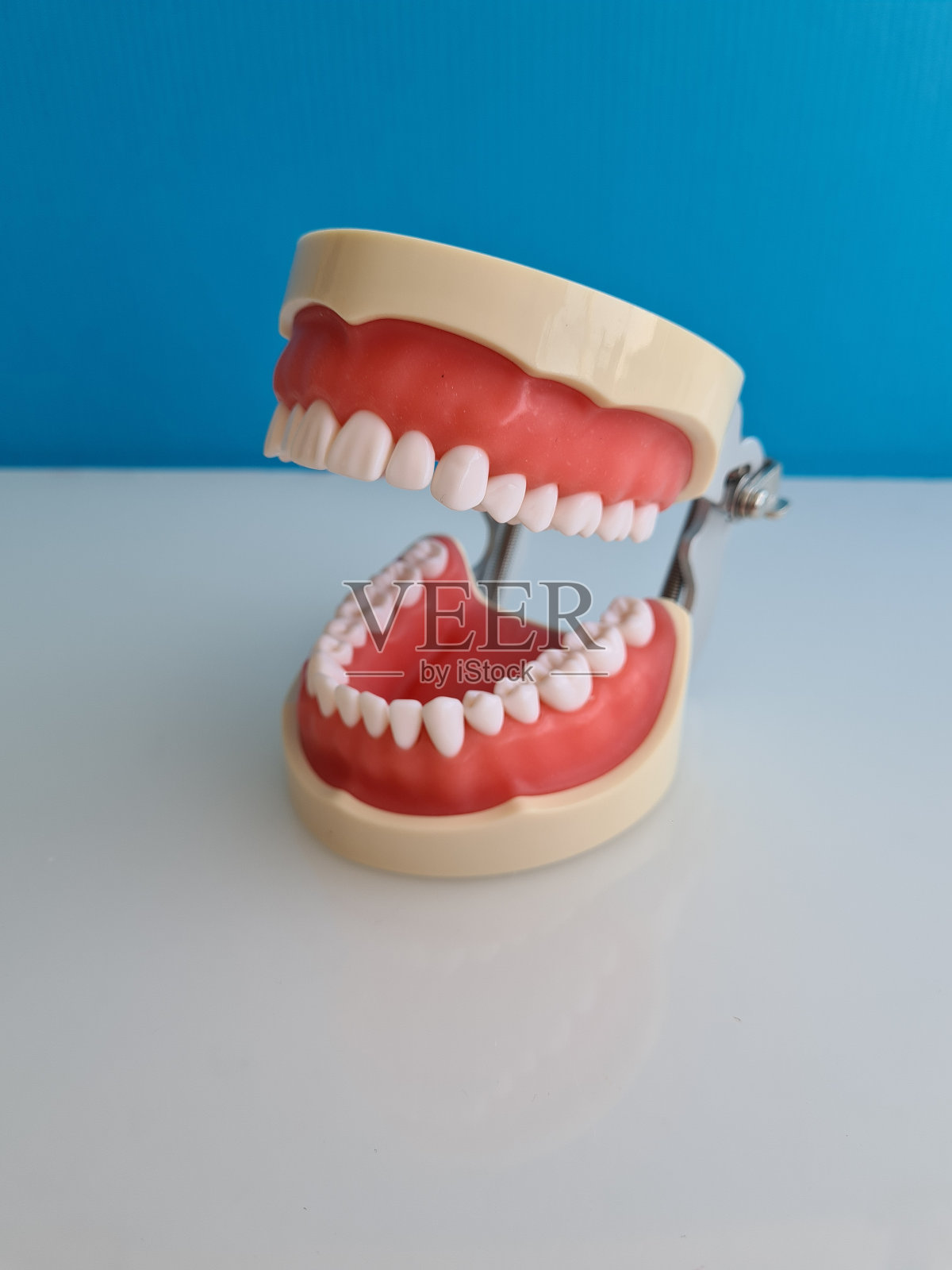 张开嘴巴和可见牙齿的塑料牙齿模型照片摄影图片