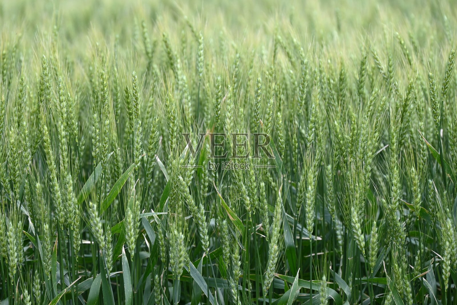 小麦种植。小麦是世界三大谷物之一。照片摄影图片
