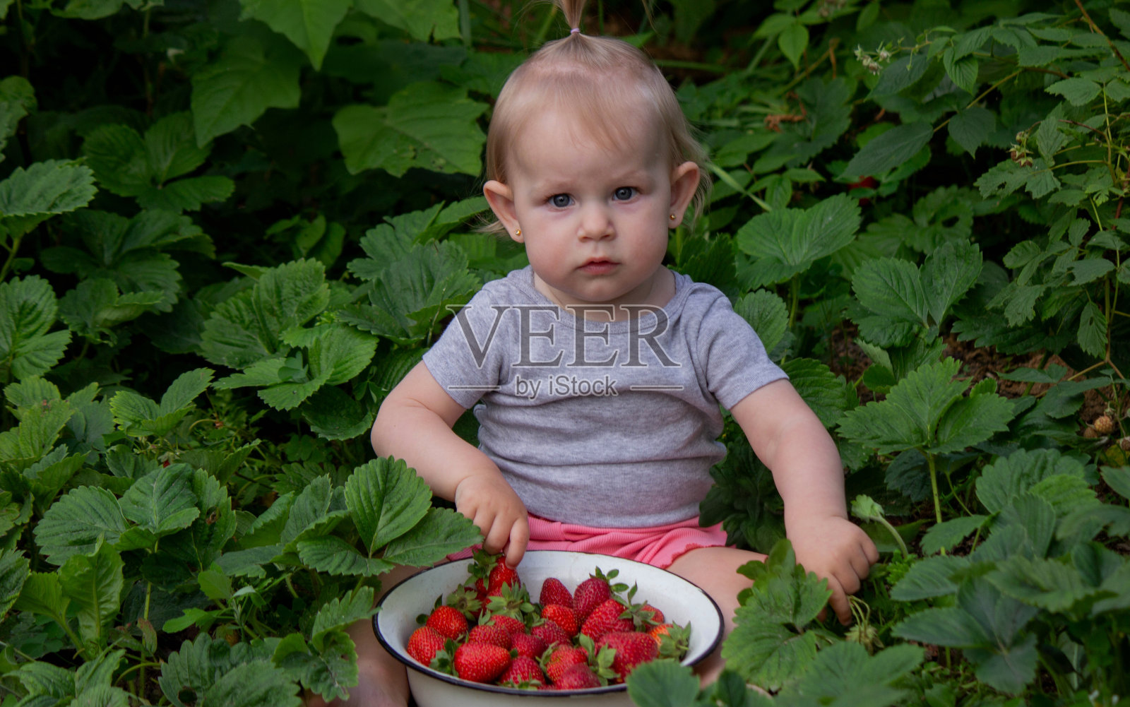 小女孩在花园里吃草莓。有选择性的重点照片摄影图片