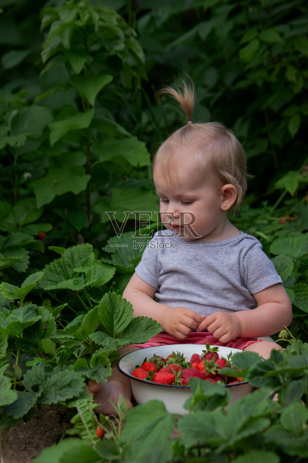 小女孩在花园里吃草莓。有选择性的重点照片摄影图片