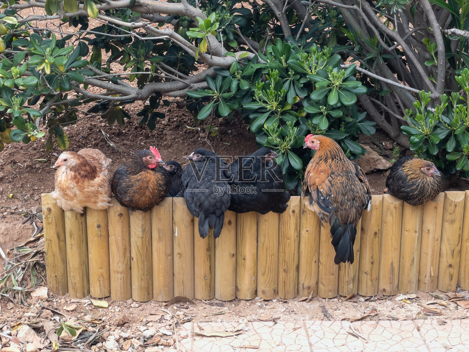 独立的花园照片摄影图片