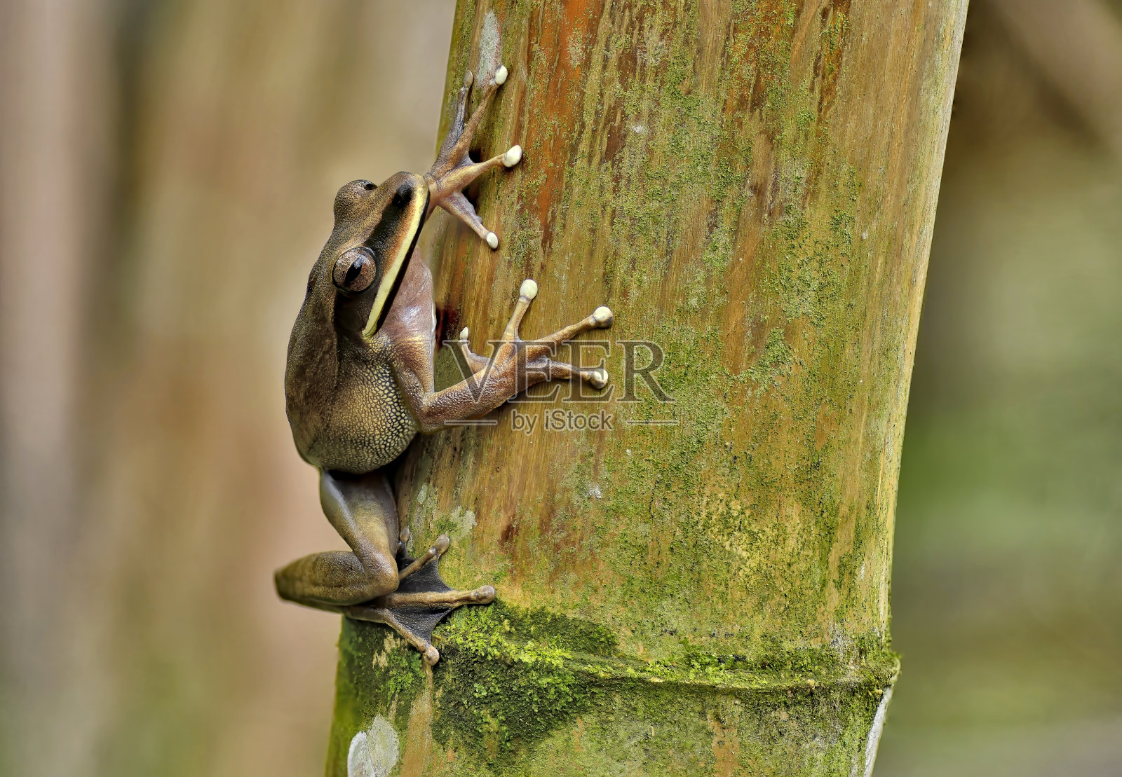 一只大盆树蛙栖息在竹子树干上照片摄影图片