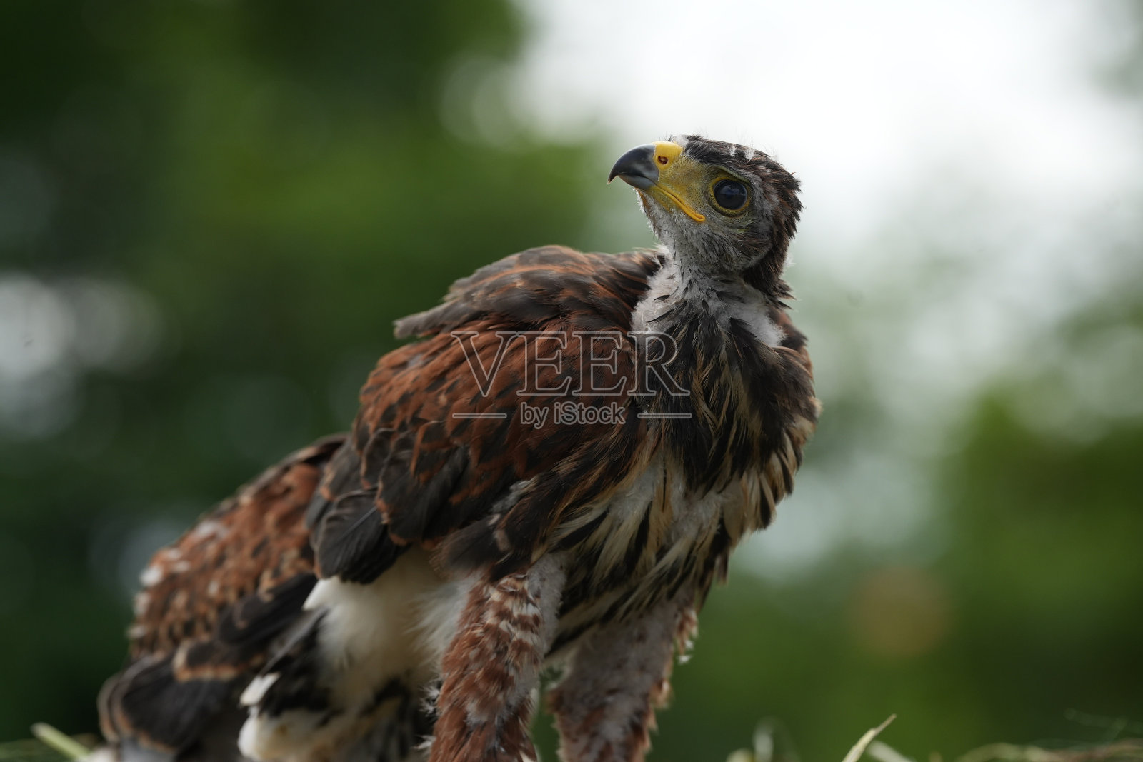 哈里斯之鹰照顾小鹰。照片摄影图片