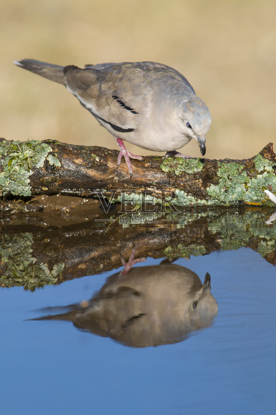 皮丘地鸽，哥伦比亚皮丘，卡登森林，拉潘帕，阿根廷照片摄影图片