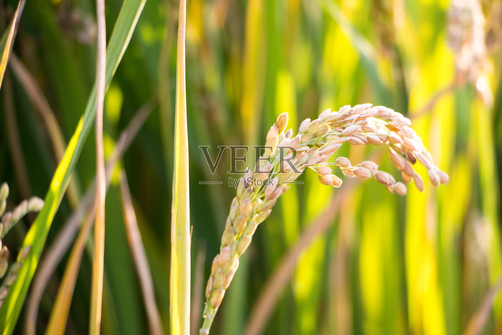 沉甸甸的稻谷照片摄影图片