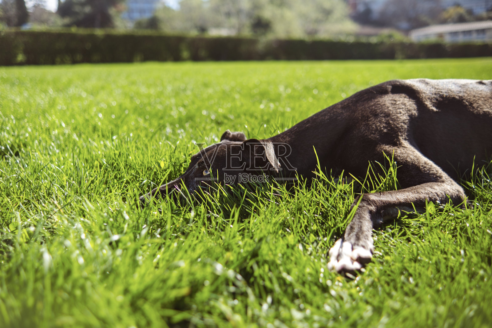 在公园里享受阳光明媚的一天照片摄影图片