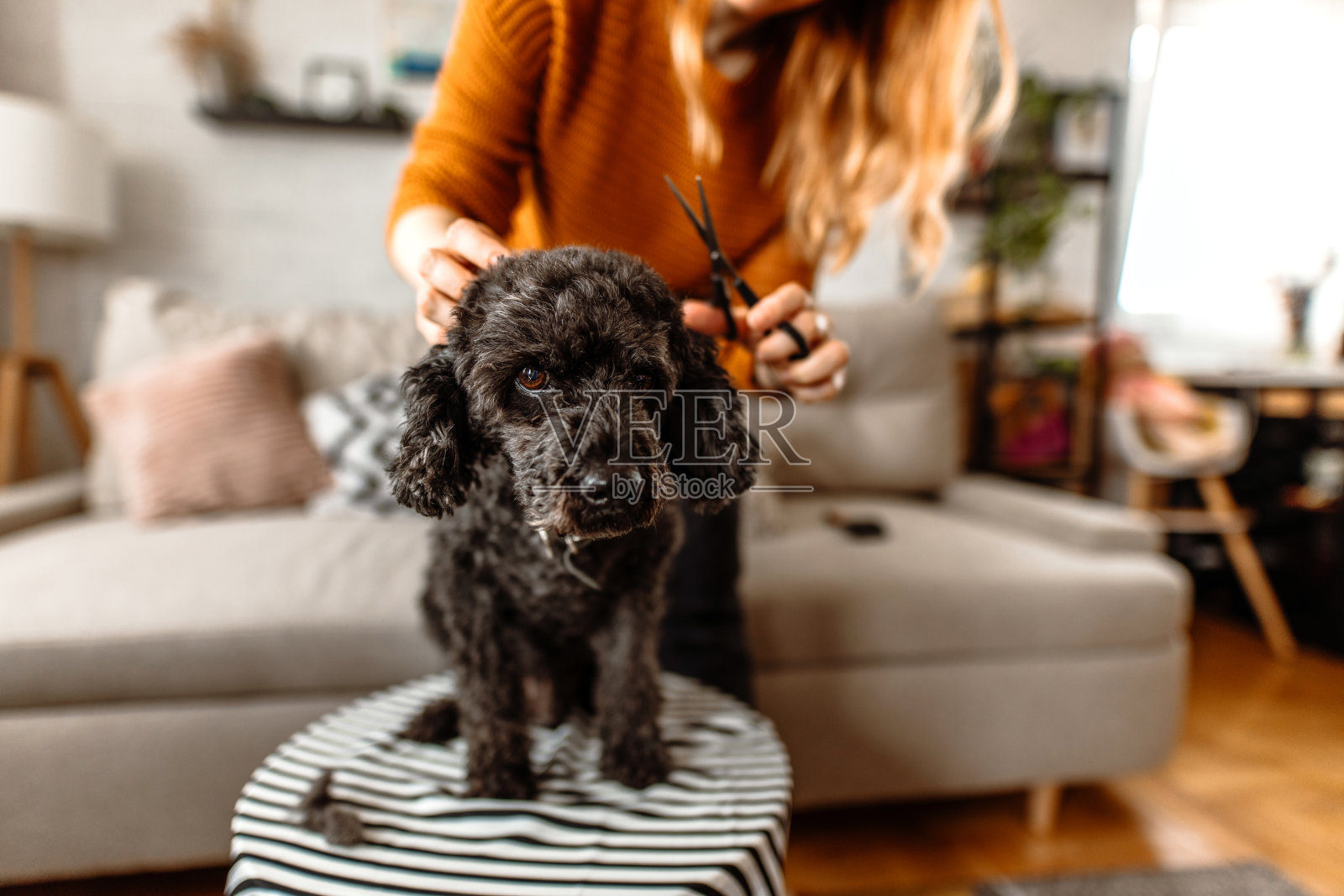 中年妇女在家里用剪刀剪狗的毛。照片摄影图片