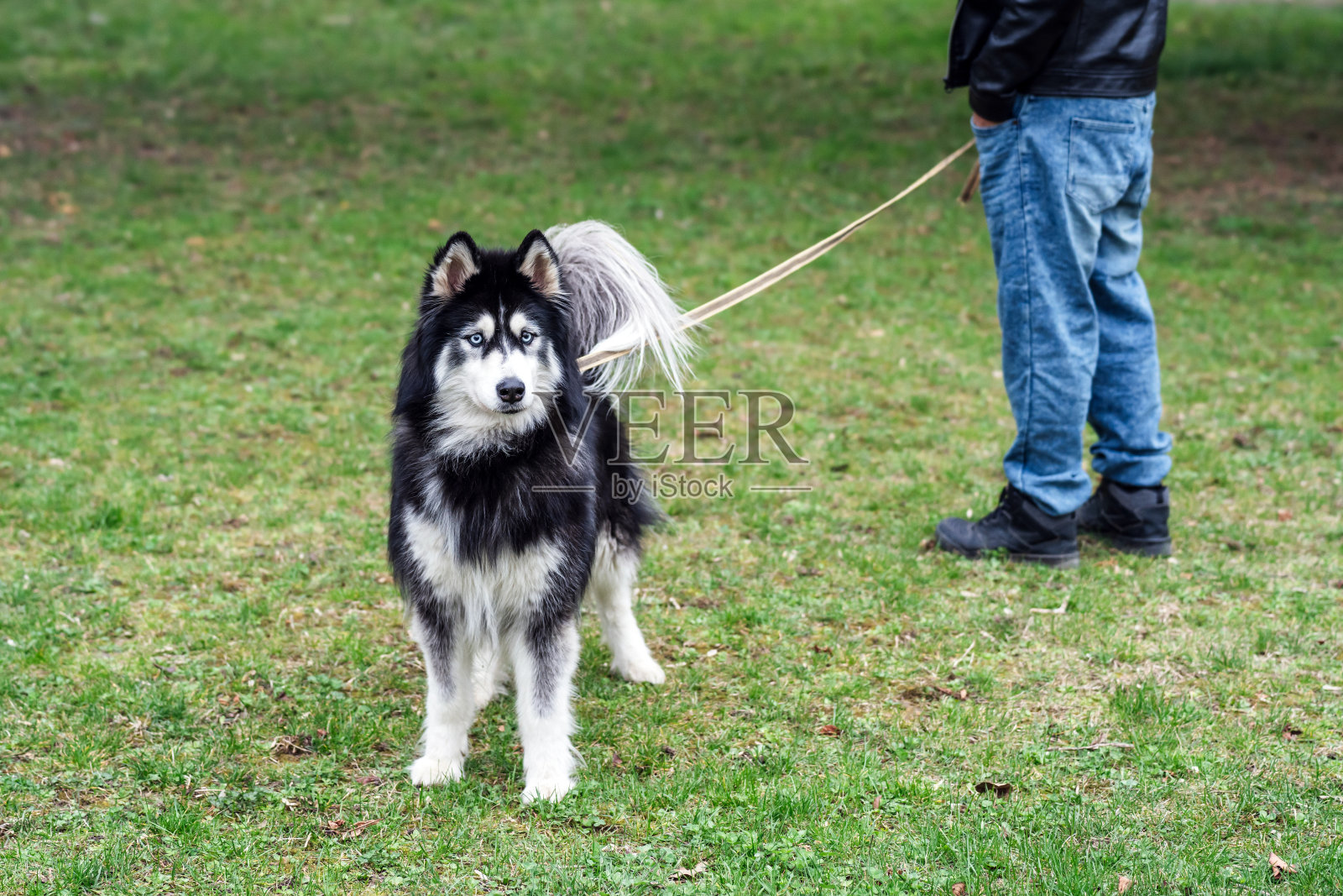 城市里的男宠物保姆带着一只狗照片摄影图片