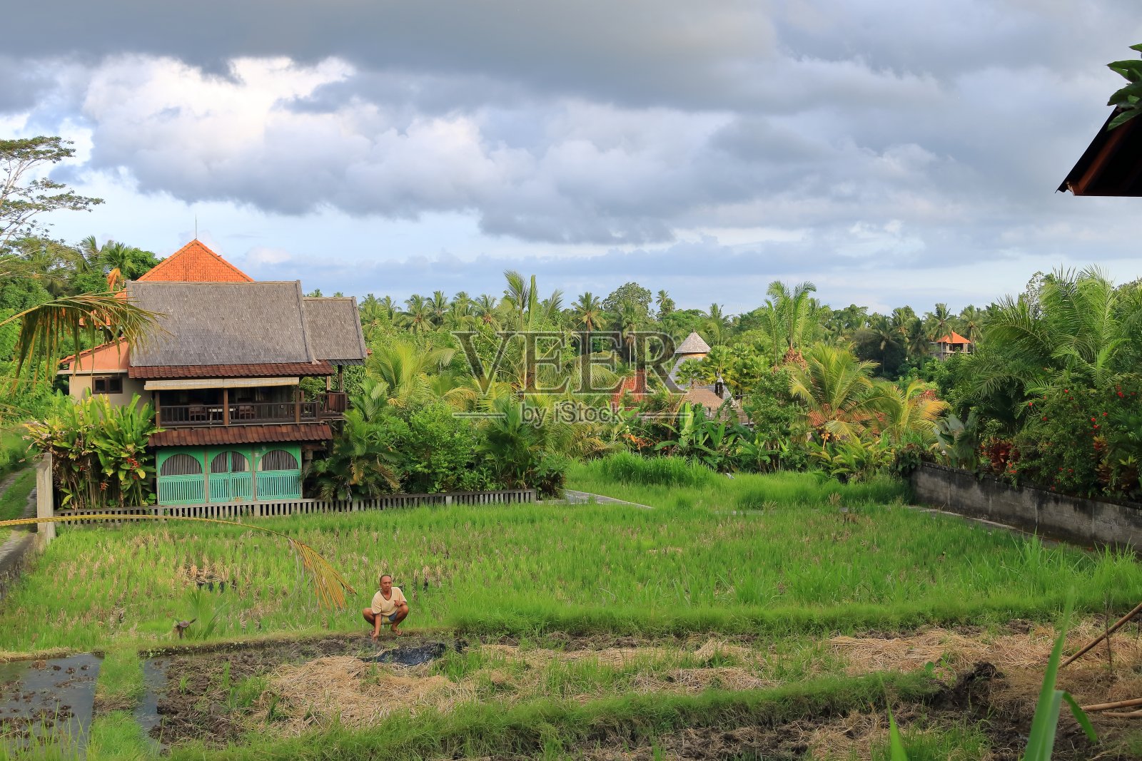 在绿色梯田工作的男子照片摄影图片