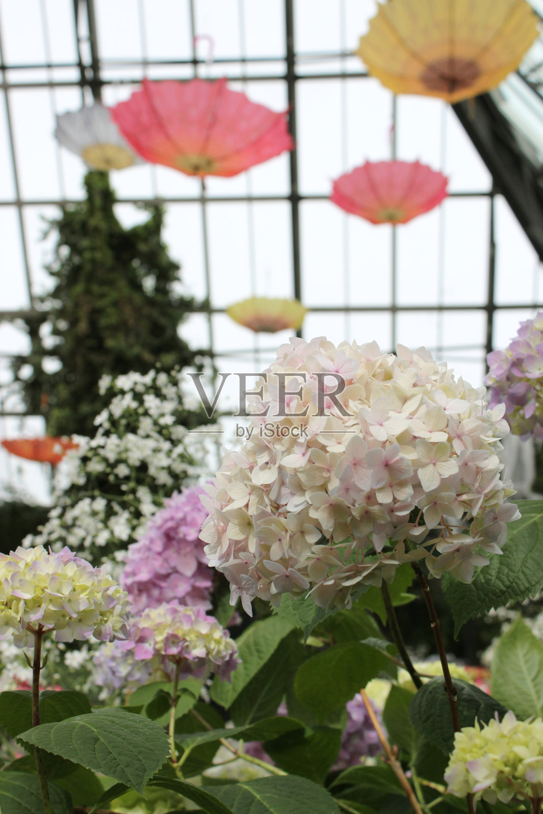 粉红色的绣球花照片摄影图片