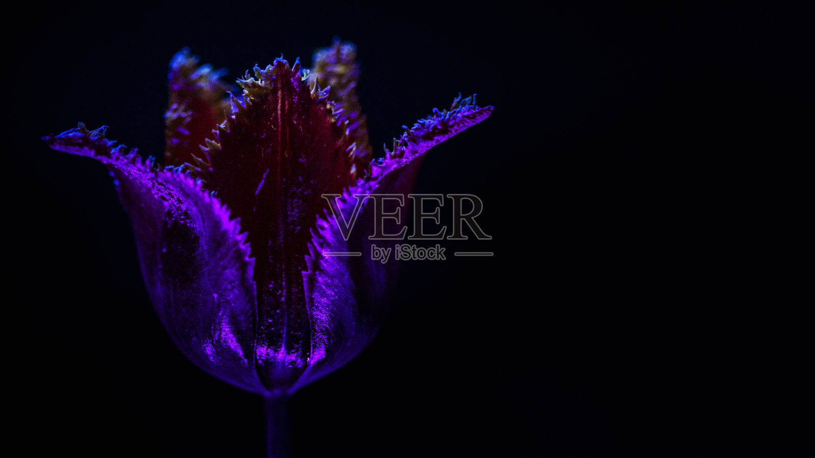 霓虹辉光郁金香照片摄影图片