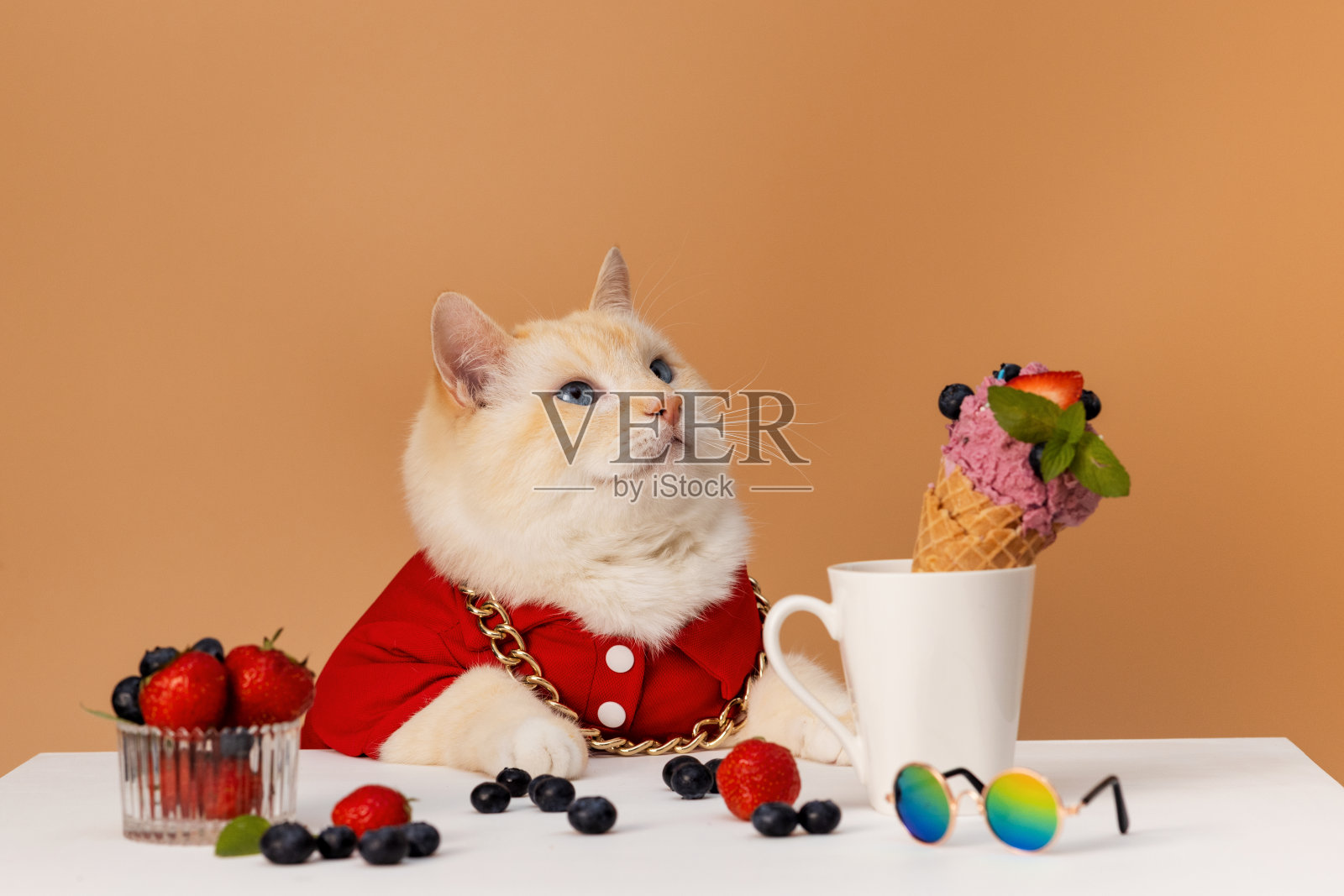 穿着红色t恤的有趣的猫坐在桌子旁等着冰淇淋。照片摄影图片