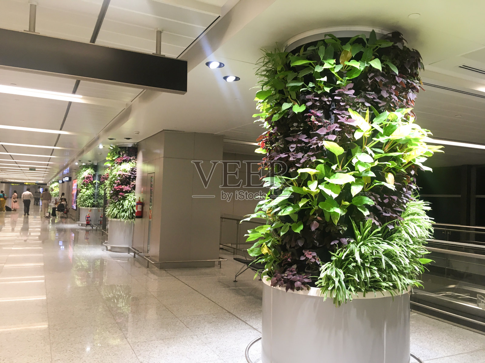 2024年6月11日，印度海得拉巴拉吉夫甘地国际机场新航站楼扩建部分出发大厅立柱上的垂直绿色树叶照片摄影图片