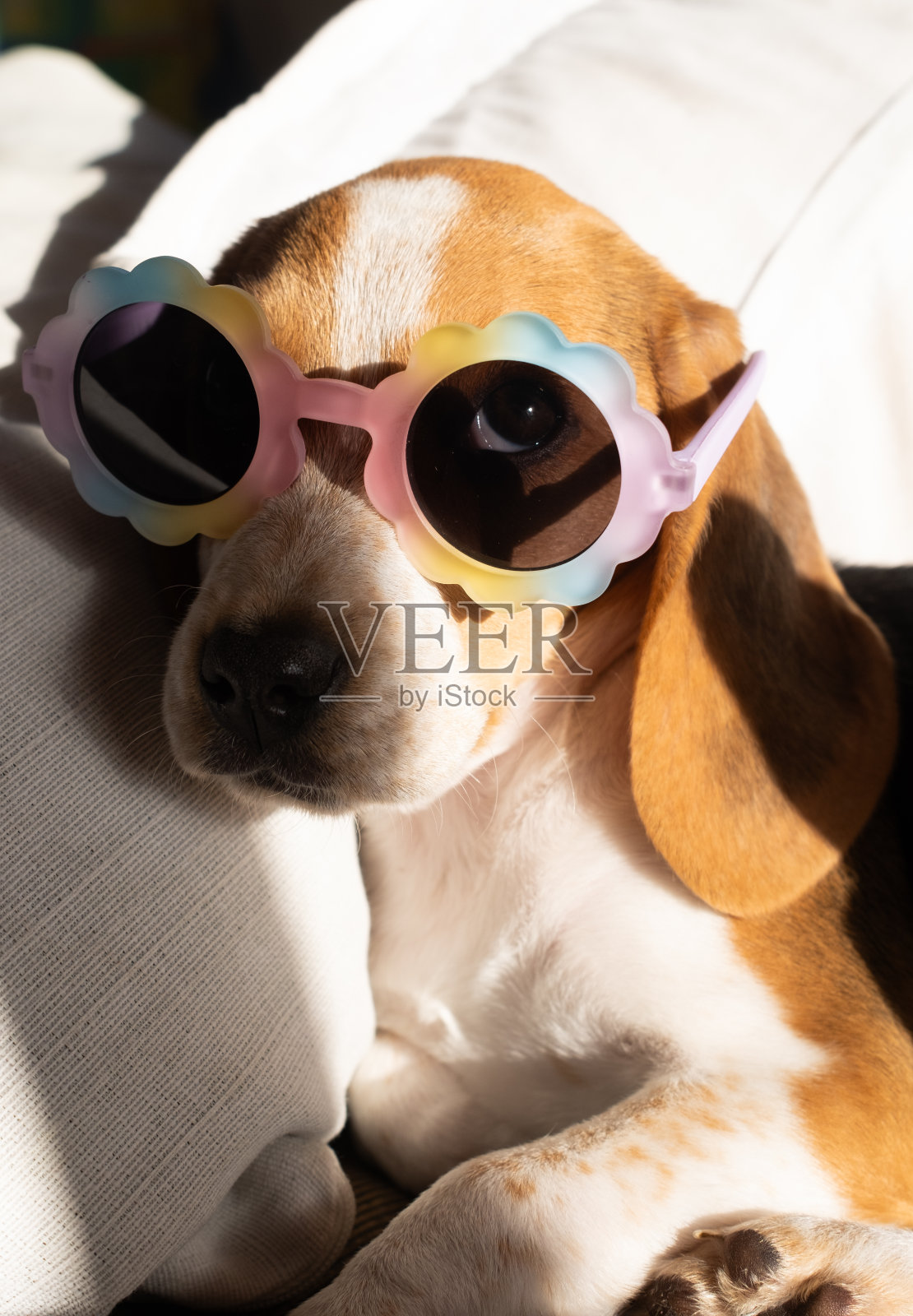 比格犬小狗在家里晒日光浴和戴墨镜。垂直的图像。照片摄影图片