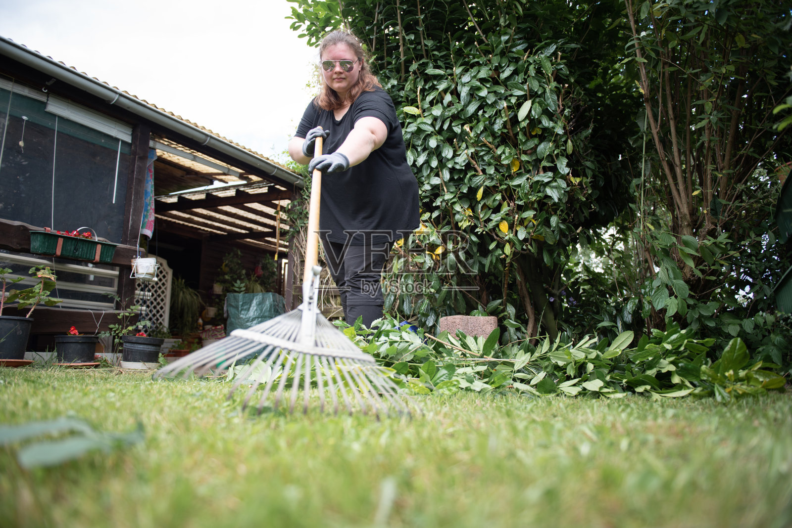 一位妇女在花园里修剪树篱照片摄影图片