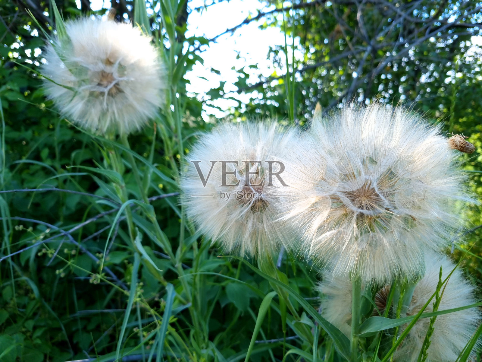 毛茸茸的圆形蒲公英照片摄影图片