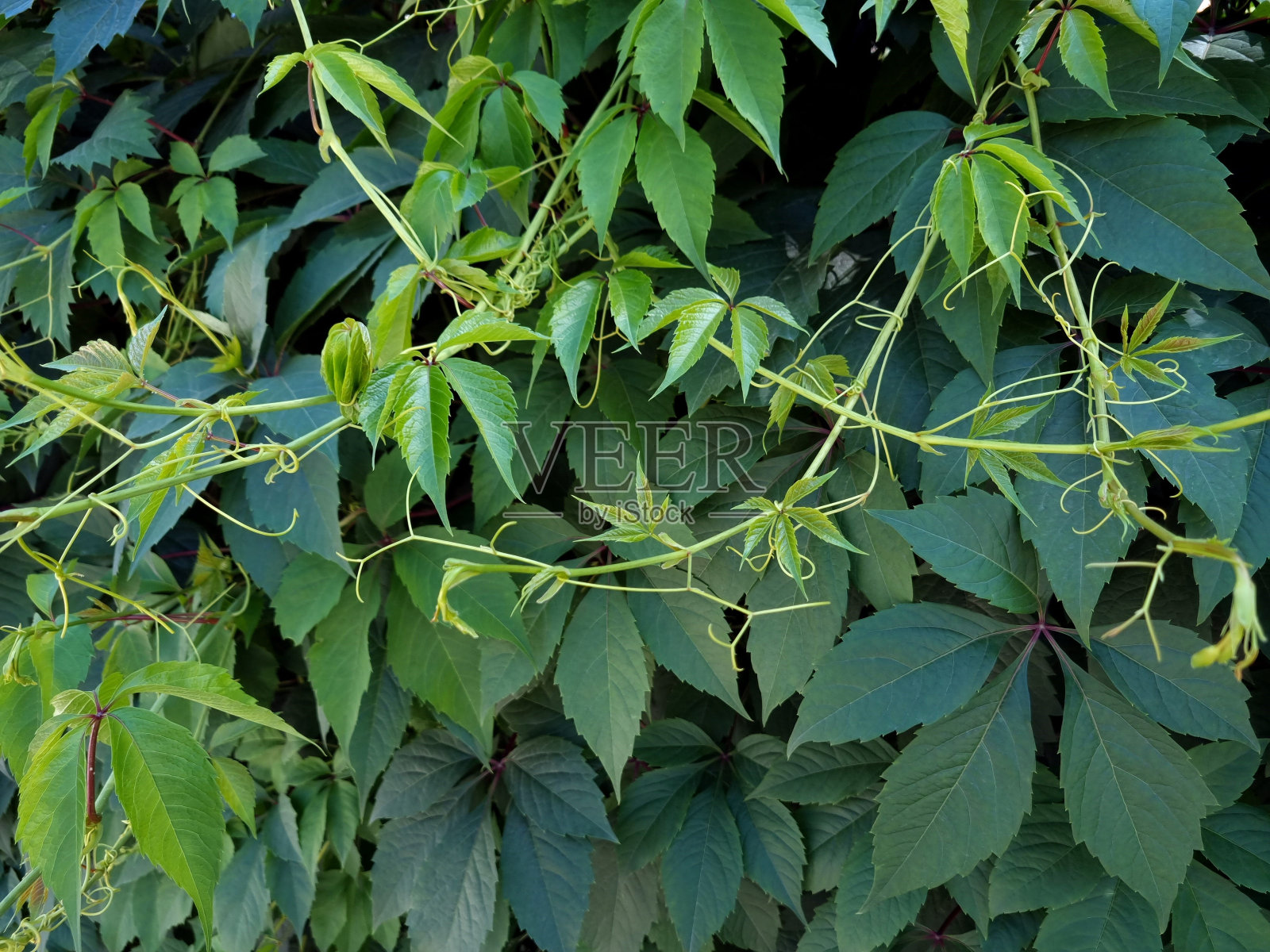 攀缘植物的枝条照片摄影图片