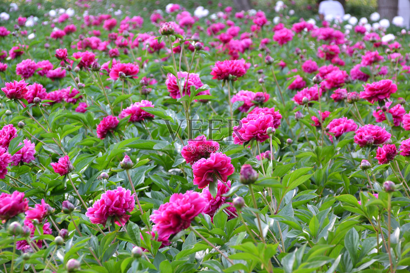 中国洛阳，中国洛阳牡丹文化节，粉红、深红色的牡丹盛开照片摄影图片