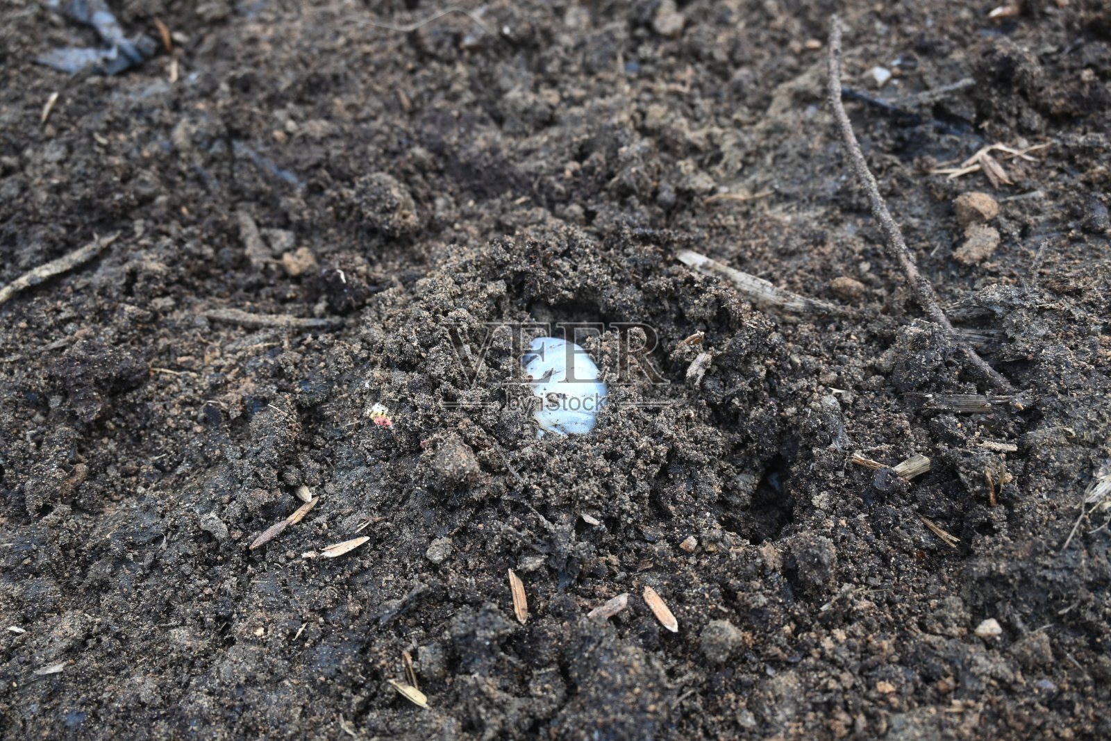 Melolontha Melolontha。照片摄影图片