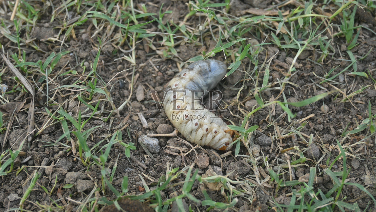 五月虫照片摄影图片