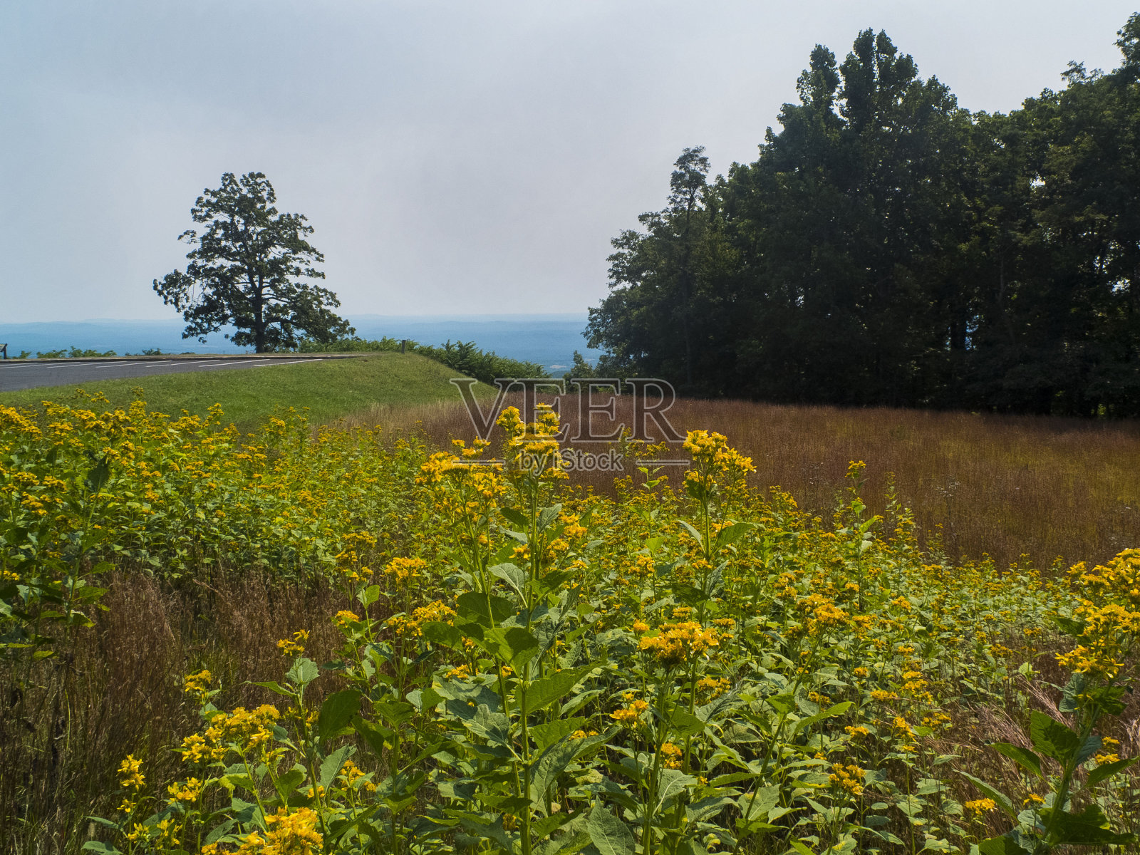 从休息站看蓝岭山脉照片摄影图片
