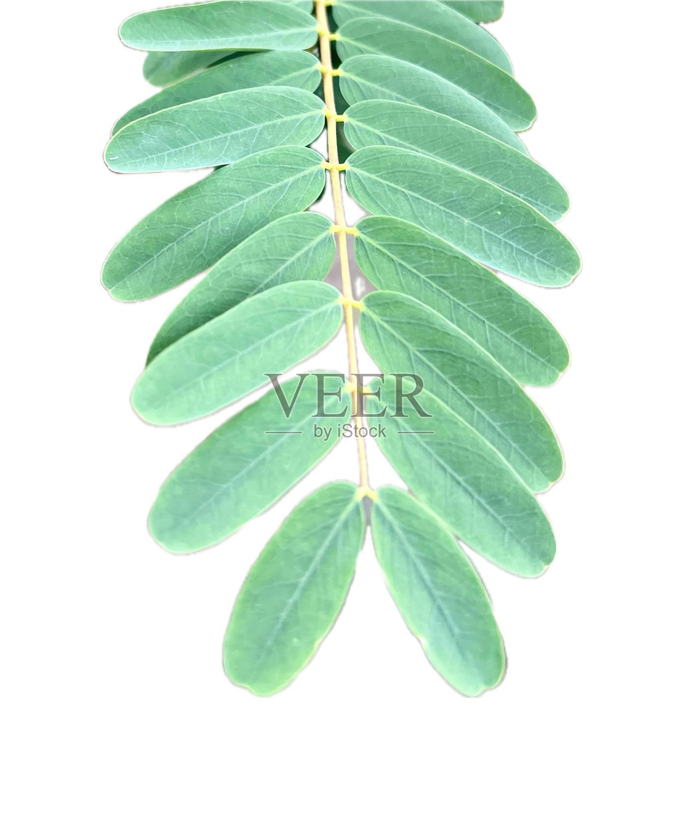 白色背景的绿叶照片。照片摄影图片