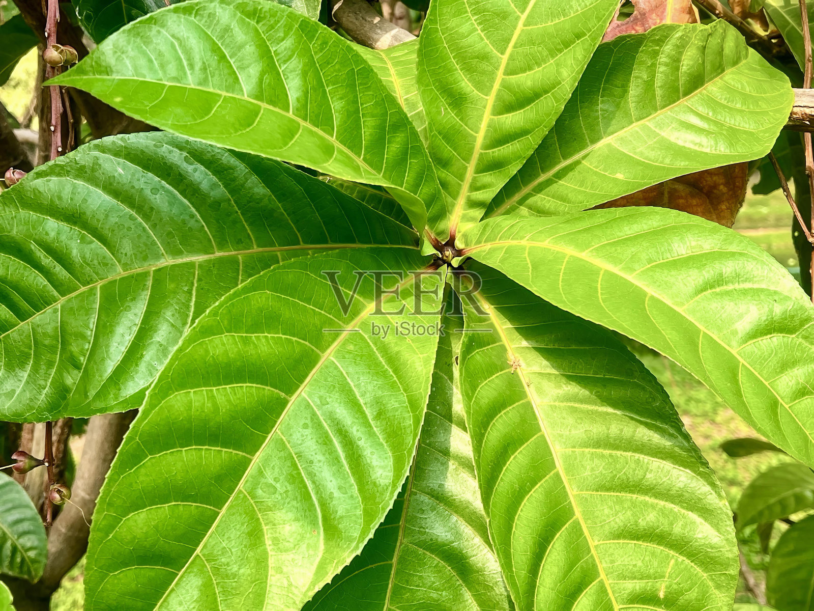 一棵绿叶植物和一只棕白相间的猫的照片。照片摄影图片