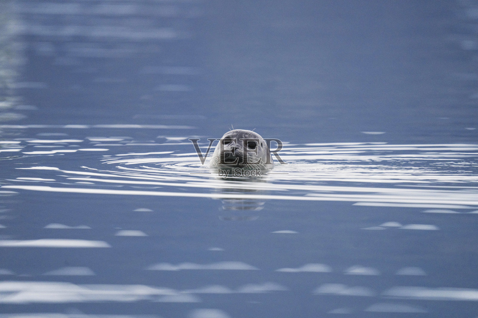 可爱的海豹在冰岛冰川泻湖玩耍照片摄影图片