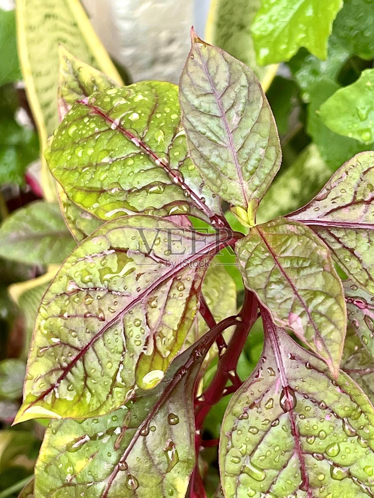 一张植物的照片，上面有水滴。照片摄影图片