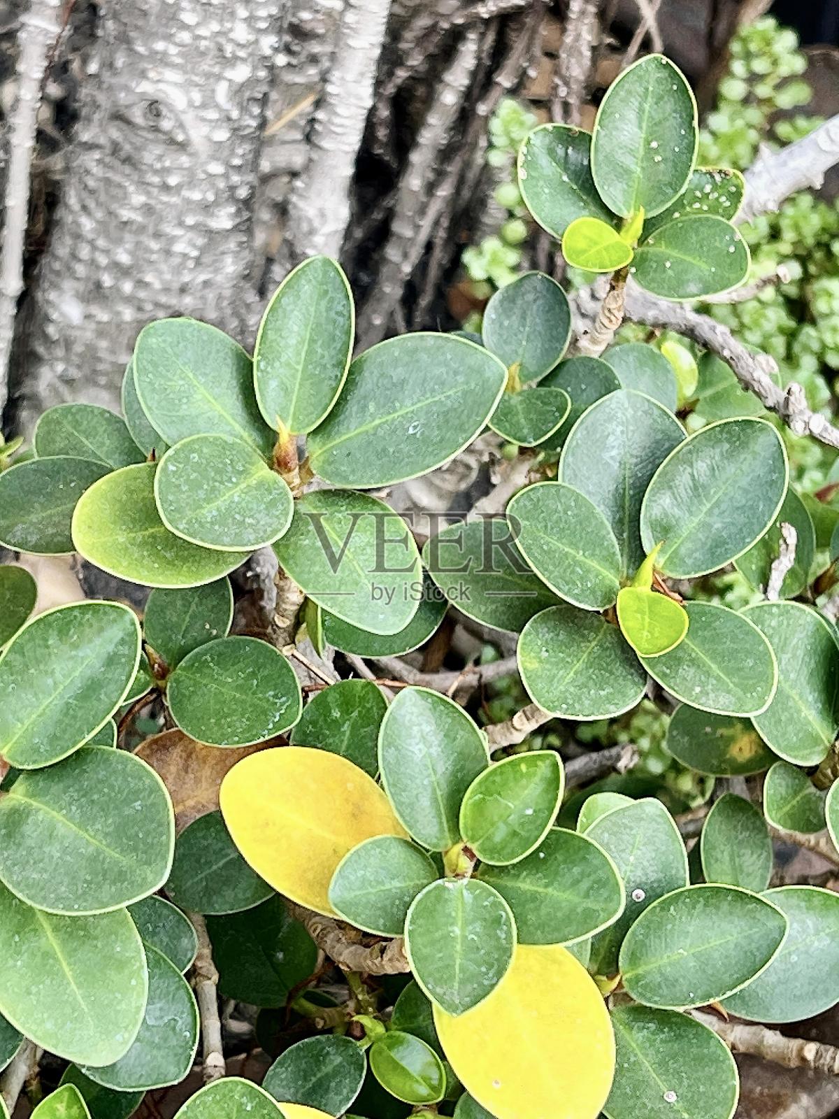 一张植物的照片，有绿色的叶子和黄色的叶子。照片摄影图片