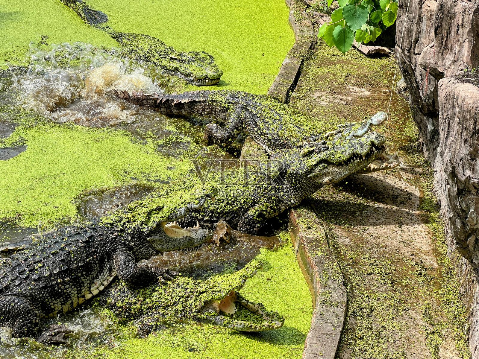 一条鳄鱼在沼泽里的照片，水面上有藻类。照片摄影图片