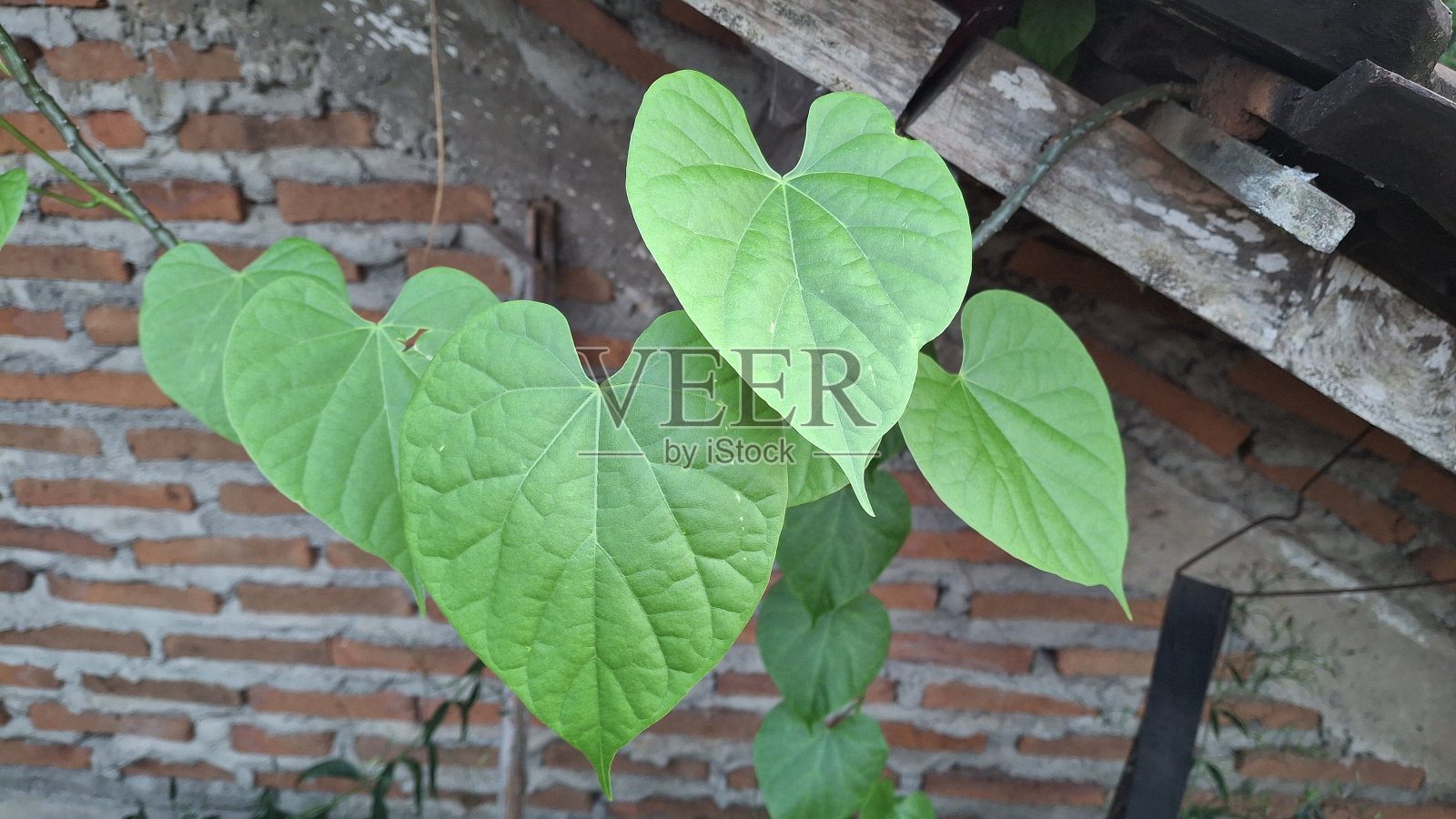 院子里植物的背景照片摄影图片