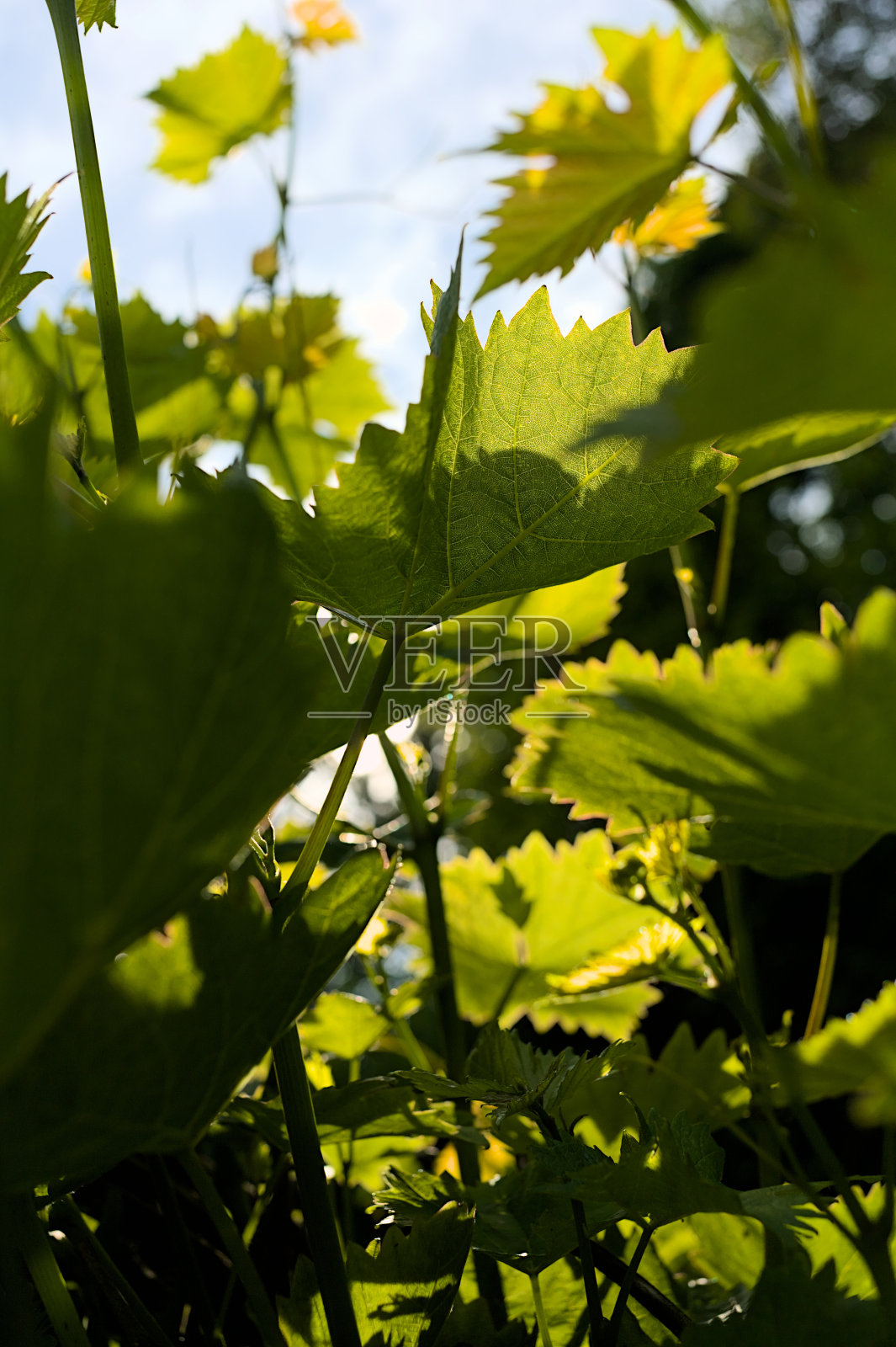 在阳光充足的背光下，藤蔓上许多新鲜的绿叶。垂直的照片。照片摄影图片