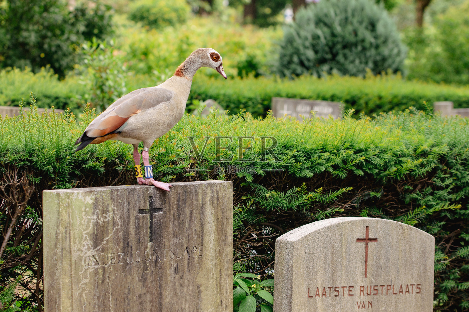 墓碑上的活雕像照片摄影图片