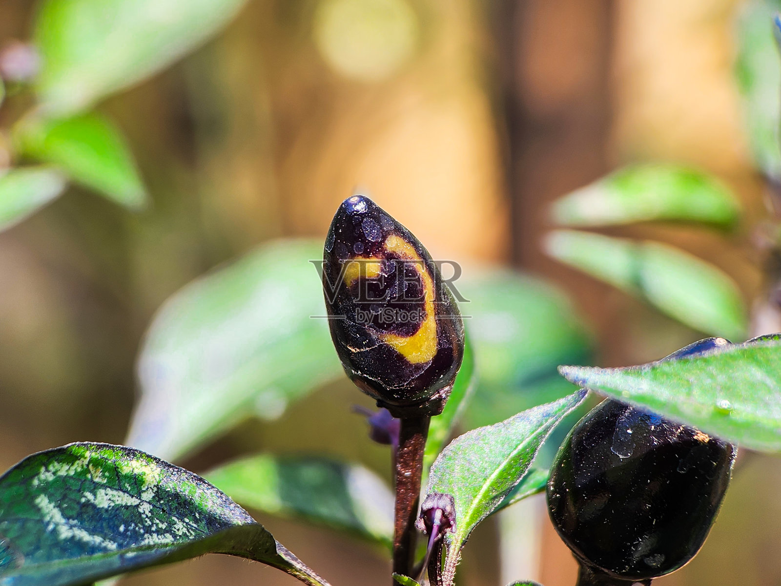 新鲜紫辣椒特写照片摄影图片