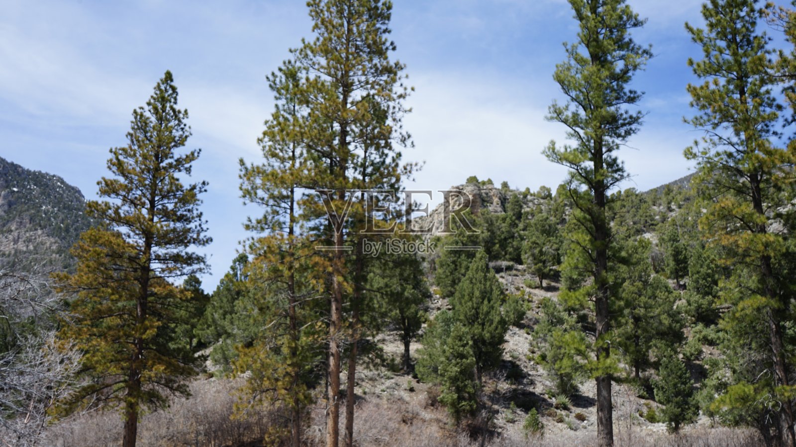 四月的查尔斯顿山和雪照片摄影图片