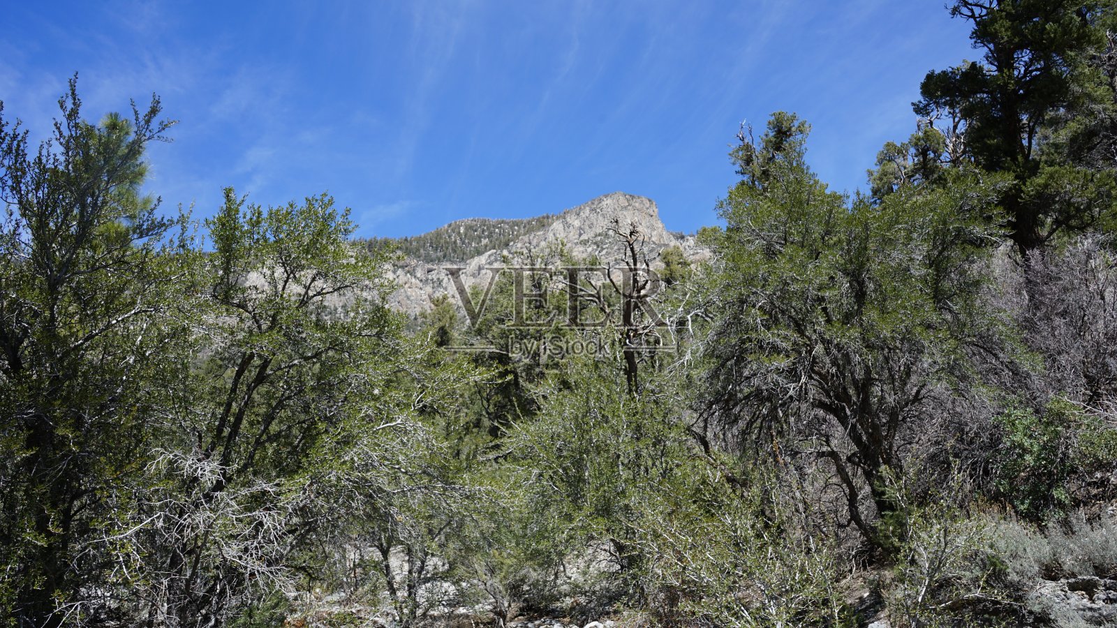 四月的查尔斯顿山和雪照片摄影图片