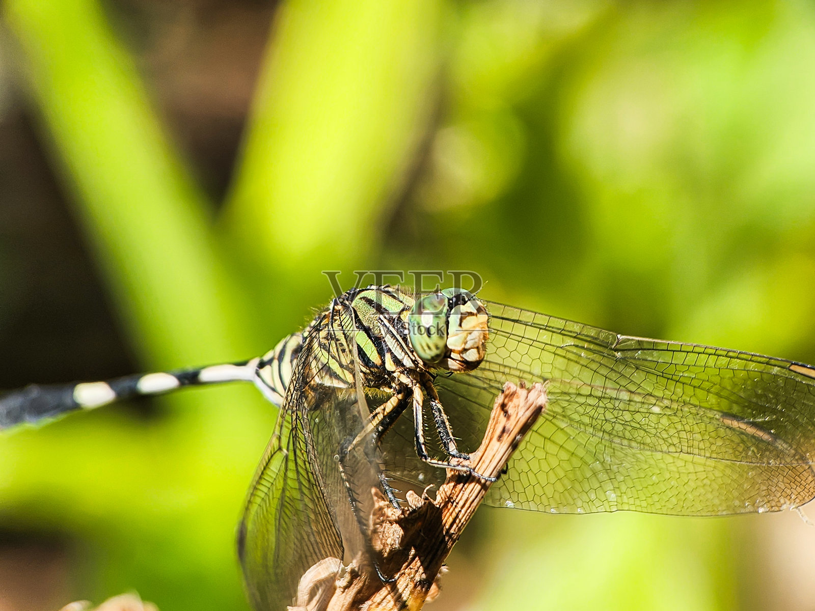 成群的蜻蜓栖息在绿色的草地上，带着一种自然的气息照片摄影图片