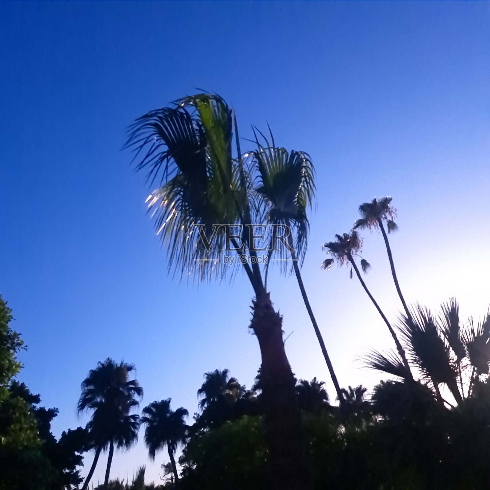 蓝色天空中的手掌照片摄影图片