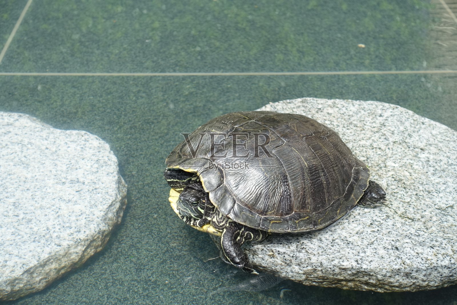 海龟在泳池里晒日光浴照片摄影图片